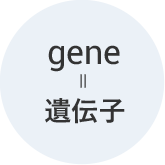 gene遺伝子